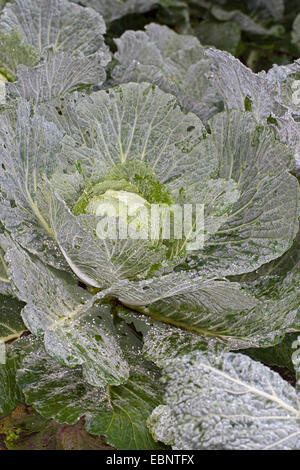 savoy cabbage (Brassica oleracea convar. capitata var. sabauda), single head of savoy cabbage, Germany Stock Photo