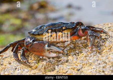 Green shore crab, Green crab, North Atlantic shore crab (Carcinus maenas), on the beach, Germany Stock Photo