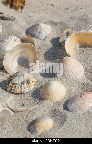 Common limpet, Common European limpet (Patella vulgata), washed up shelps lying in the sand, Germany
