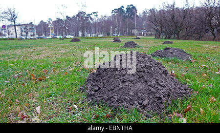 European mole, Common mole, Northern mole (Talpa europaea), molehill in a park, Germany Stock Photo
