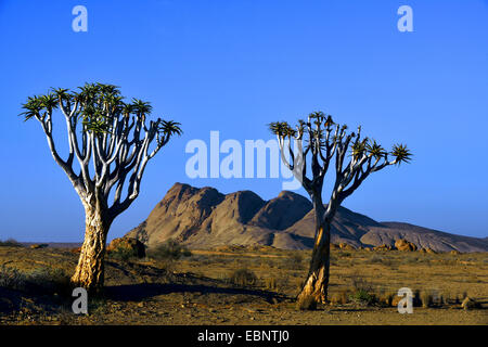 Kokerboom, Quivertree, Quiver Tree (Aloe dichotoma), Rock and kokerboom tree near Bloedkoppe mountain, Namibia, Namib Naukluft National Park Stock Photo