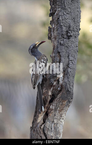 African grey hornbill (Tockus nasutus), sitting at a stem of an old tree, South Africa, Kruger National Park Stock Photo