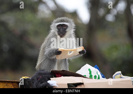 Grivet monkey, Savanna monkey, Green monkey, Vervet monkey (Cercopithecus aethiops), eating bread from a bin, South Africa, St. Lucia Wetland Park Stock Photo