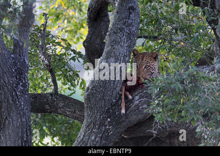 leopard (Panthera pardus), eating an impala in a tree, South Africa, Kruger National Park Stock Photo