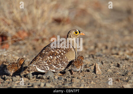 Namaqua sandgrouse (Pterocles namaqua), male sitting on the ground with two hatchlings, South Africa, Augrabies Falls National Park Stock Photo