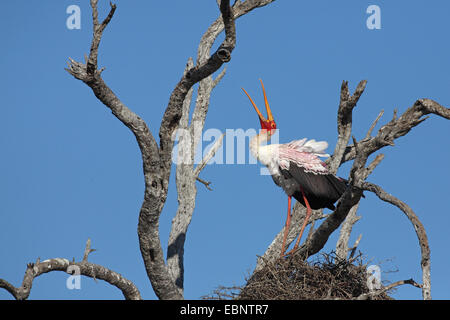 yellow-billed stork (Mycteria ibis), standing on a dead tree and calling, South Africa, Kruger National Park Stock Photo