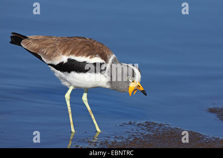 White-crowned wattled plover (Vanellus albiceps), looking for food in shallow water, South Africa, Kruger National Park Stock Photo