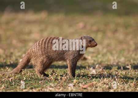 banded mongoose, zebra mongoose (Mungos mungo), standing on the ground, South Africa, Pilanesberg National Park Stock Photo