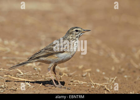 African Pipit (Anthus cinnamomeus), standing on the ground, South Africa, Barberspan Bird Sanctury Stock Photo