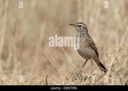 African Pipit (Anthus cinnamomeus), standing on the ground, South Africa, Barberspan Bird Sanctury Stock Photo