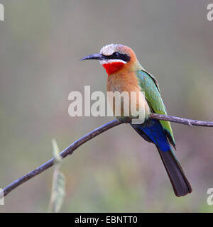 white-fronted bee eater (Merops bullockoides), sitting on a branch, South Africa, Umfolozi Game Reserve