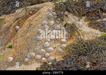 Common limpet, Common European limpet (Patella vulgata), limpets at ebb-tide on a rock, Germany Stock Photo