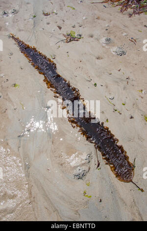 Sea belt, Poor man's weather glass, Sweet Wrack, Sugar Wrack, Sugar Tang, Oarweed, Tangle, Kelp, Sugar Sea Belt, Sweet Tangle, Sugarwrack (Laminaria saccharina, Saccharina latissima), at ebb tide washed up brown alga Stock Photo