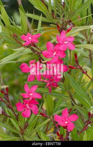 oleander (Nerium oleander), blooming Stock Photo