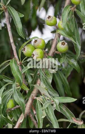 Willow-leaved Pear, Willow leaved Pear, Willowleaf Pear, Weeping Pear (Pyrus salicifolia), branch with fruits Stock Photo