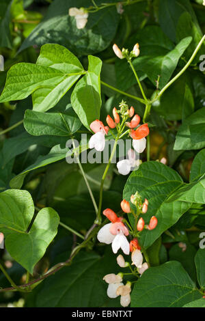 runner beans, scarlet runner (Phaseolus coccineus), inflorescence Stock Photo