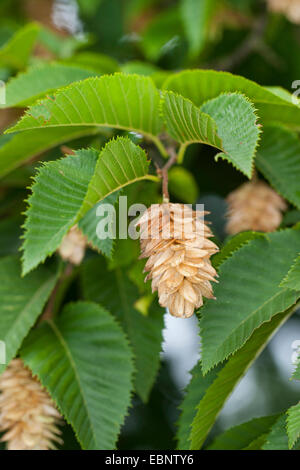 Hop Hornbeam, European Hop Hornbeam (Ostrya carpinifolia), branch with infructescence Stock Photo