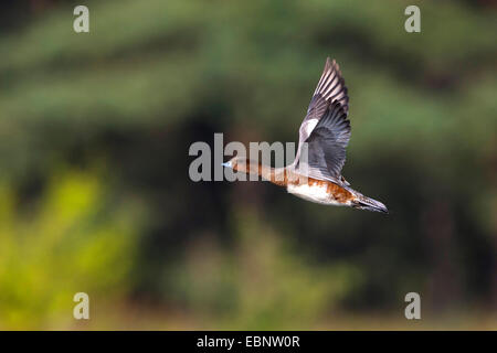 European wigeon (Anas penelope, Mareca penelope), female flying Stock Photo