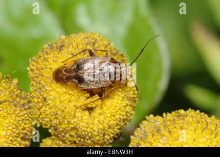 Tarnished Plant Bug (Lygus rugulipennis), on yellow flower, Germany Stock Photo