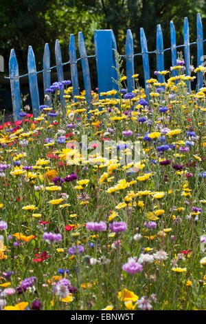 colourful flower meadow with cornflowers, garden-pot marigold and blue picket fence, Germany Stock Photo