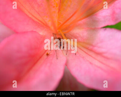 Pink Rhododendron Molle Japonicum Stock Photo - Alamy
