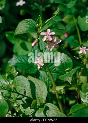 Siberian Spring Beauty, Siberian Miner's Lettuce, Candy Flower, Pink Purslane (Montia sibirica, Claytonia sibirica), blooming Stock Photo