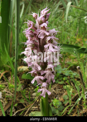 Milky orchid (Orchis lactea, Neotinea lactea), inflorescence, Spain, Balearen, Majorca Stock Photo