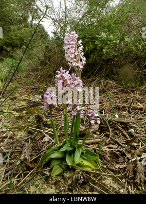Milky orchid (Orchis lactea, Neotinea lactea), blooming, Spain, Balearen, Majorca Stock Photo
