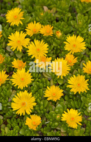 Yellow Ice Plant (Delosperma nubigenum), blooming Stock Photo