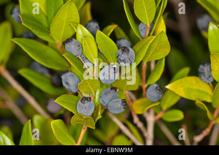 myrtle (Myrtus communis), branch with fruits Stock Photo