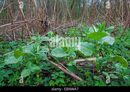 Giant Knotweed, Sakhalin Knotweed (Fallopia sachalinensis, Polygonum sachalinense, Reynoutria sachalinensis), young sprouts, Germany Stock Photo