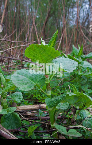 Giant Knotweed, Sakhalin Knotweed (Fallopia sachalinensis, Polygonum sachalinense, Reynoutria sachalinensis), young sprout, Germany Stock Photo