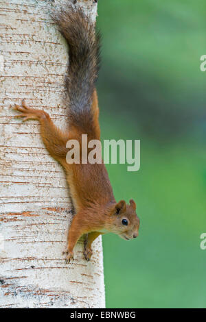 European red squirrel, Eurasian red squirrel (Sciurus vulgaris), climbing down a tree trunk, Finland, Karelia, Suomussalmi Stock Photo