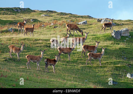 roe deer (Capreolus capreolus), a group of roe deers on a grass-grown hill, United Kingdom, Scotland, Highland Stock Photo
