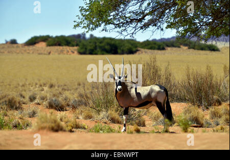 gemsbock, beisa (Oryx gazella), in habitat, Namibia, Namib Naukluft National Park Stock Photo