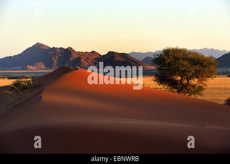 camel thorn, giraffe thorn (Acacia erioloba), Camel thorn tree, sand and mountains near Sesriem camp, Namibia, Namib Naukluft National Park Stock Photo