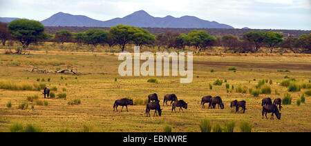 blue wildebeest, brindled gnu, white-bearded wildebeest (Connochaetes taurinus), gnus in west part of Windhoek, Namibia Stock Photo