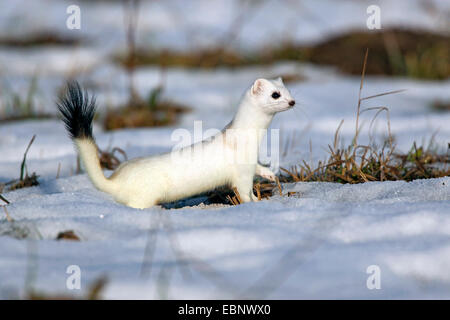 Ermine, Stoat, Short-tailed weasel (Mustela erminea), with winter coat in a snowy meadow, Germany Stock Photo