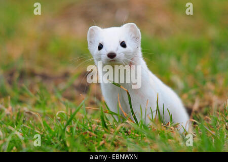 Ermine, Stoat, Short-tailed weasel (Mustela erminea), sitting in a meadow with winter coat, Germany Stock Photo