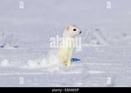 Ermine, Stoat, Short-tailed weasel (Mustela erminea), standing in a snowy meadow watchfully, Germany Stock Photo