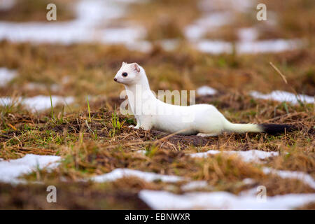Ermine, Stoat, Short-tailed weasel (Mustela erminea), with winter coat, Germany Stock Photo