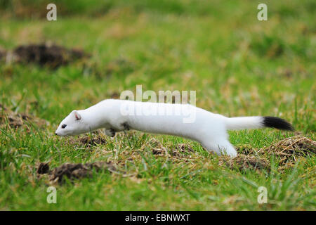 Ermine, Stoat, Short-tailed weasel (Mustela erminea), hunting, Germany Stock Photo