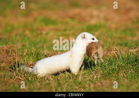 Ermine, Stoat, Short-tailed weasel (Mustela erminea), sitting in a meadow with prey in its mouth, Germany Stock Photo