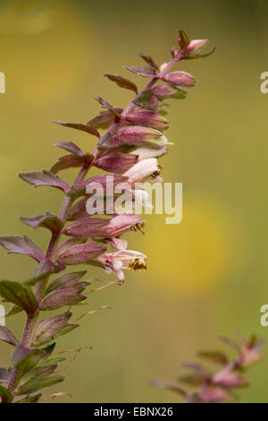 Red Bartsia (Odontites vulgaris, Odontites rubra), inflorescence, Germany Stock Photo