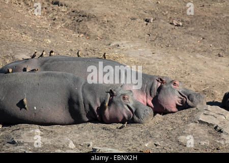 hippopotamus, hippo, Common hippopotamus (Hippopotamus amphibius), two sleeping hippos with red-billed oxpeckers on the back, South Africa, Kruger National Park Stock Photo