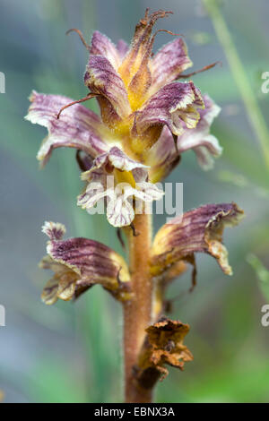 Thistle Broomrape (Orobanche reticulata), inflorescence, Germany Stock Photo