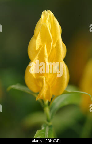 Golden Candle, Lollipop Plant, Golden Shrimp Plant (Pachystachys lutea), inflorecence Stock Photo