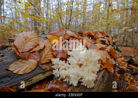 coral tooth (Hericium coralloides, Hericium clathroides), on the forest ground, Germany, Bavaria Stock Photo