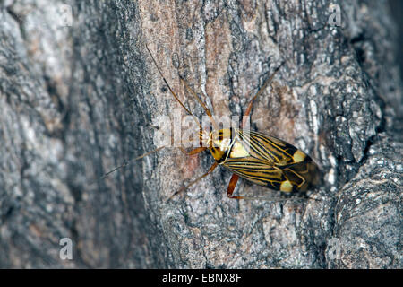 Striped oak bug, Striped oakbug (Rhabdomiris striatellus, Calocoris striatellus, Calocoris quadripunctatus, Calocoris ochromelas), at a tree trunk, Germany Stock Photo