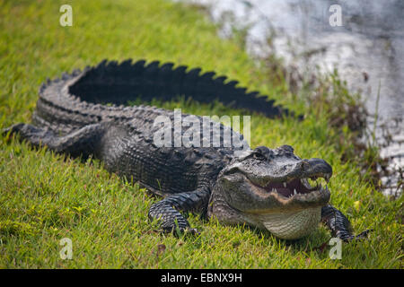 American alligator (Alligator mississippiensis), lying with open mouth in a meadow, USA, Florida, Everglades National Park, Miami Stock Photo